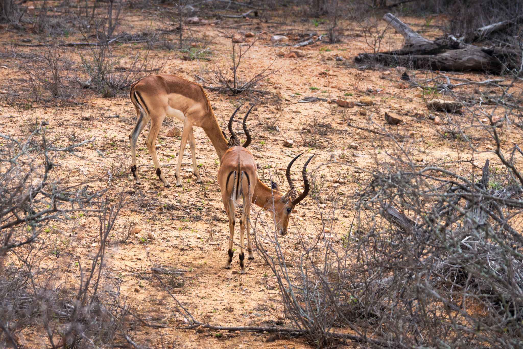 20161112 095514 Impala